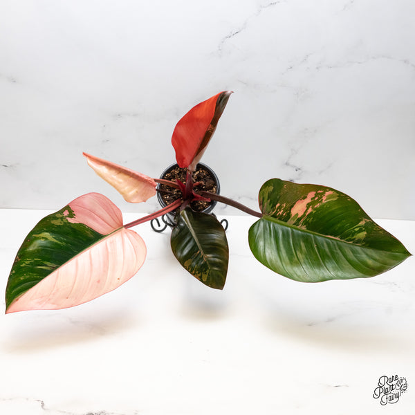 Philodendron 'Red Congo' Variegated (wk49-UE)