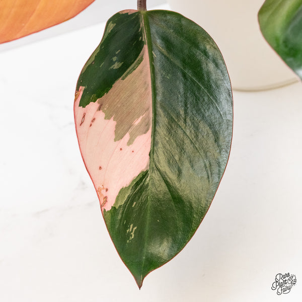 Philodendron 'Red Congo' Variegated (wk51-UJ)