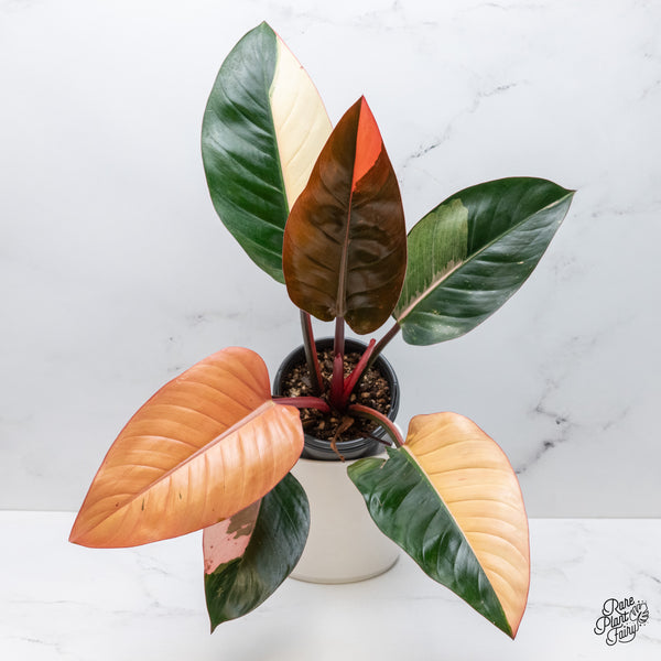 Philodendron 'Red Congo' Variegated (wk51-UJ)