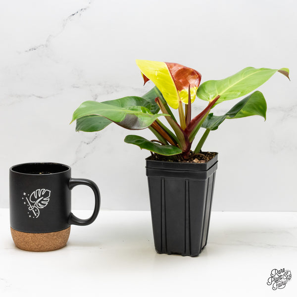 Philodendron 'Red Moon' / 'Yellow Flame' (wk1-D)