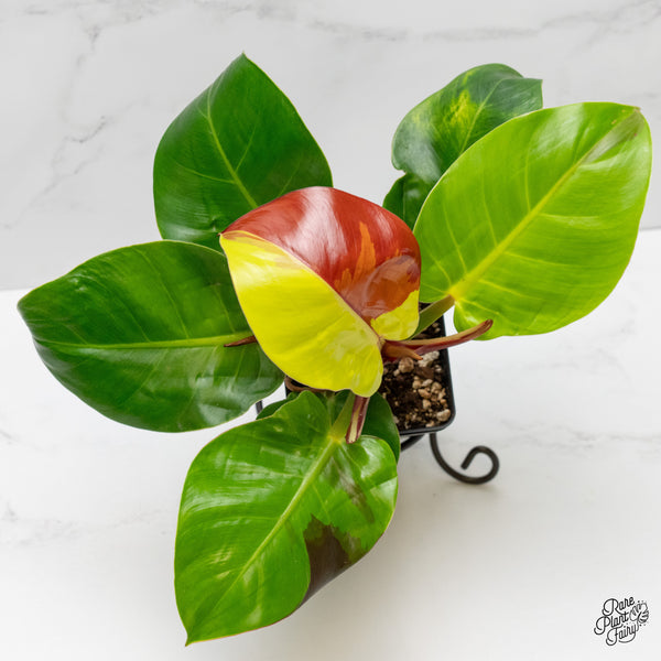 Philodendron 'Red Moon' / 'Yellow Flame' (wk1-D)