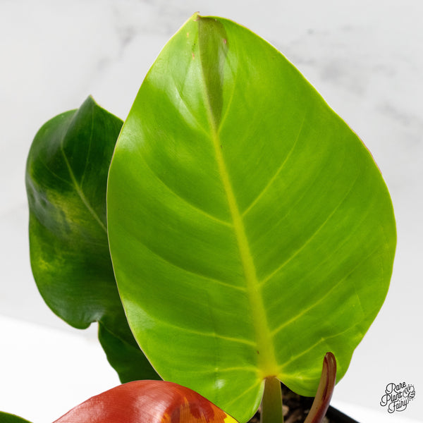 Philodendron 'Red Moon' / 'Yellow Flame' (wk1-D)