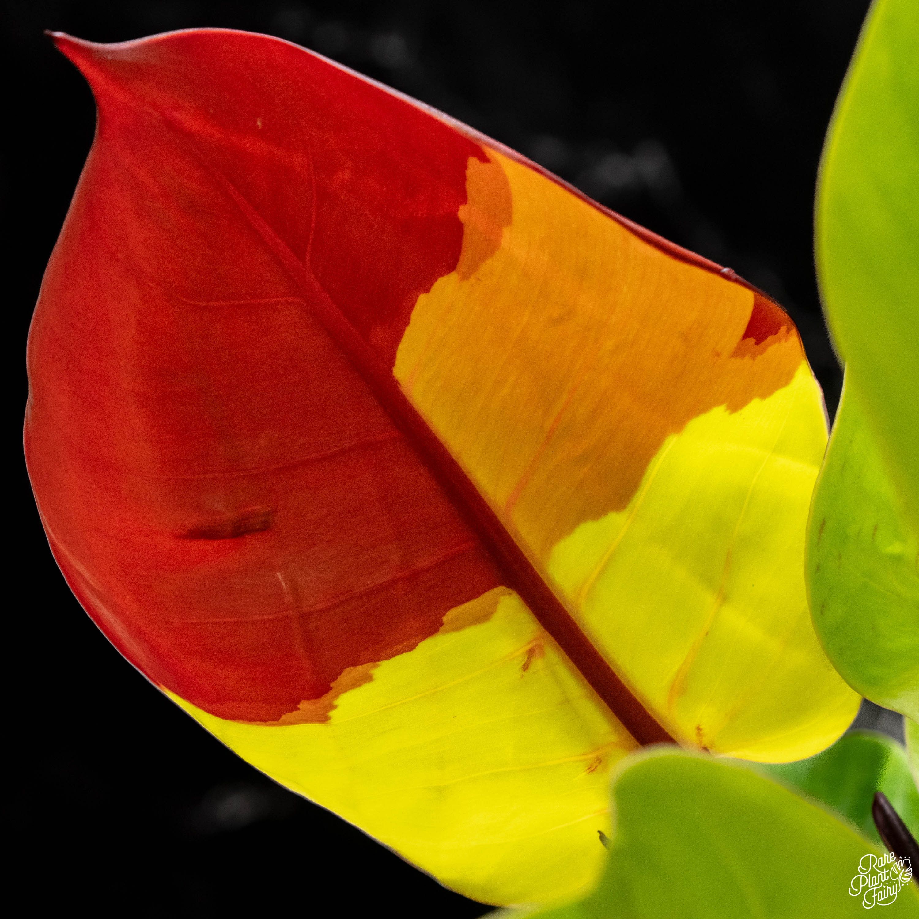 フィロデンドロン レッドムーン イエローフレーム 31 フィロデンドロン