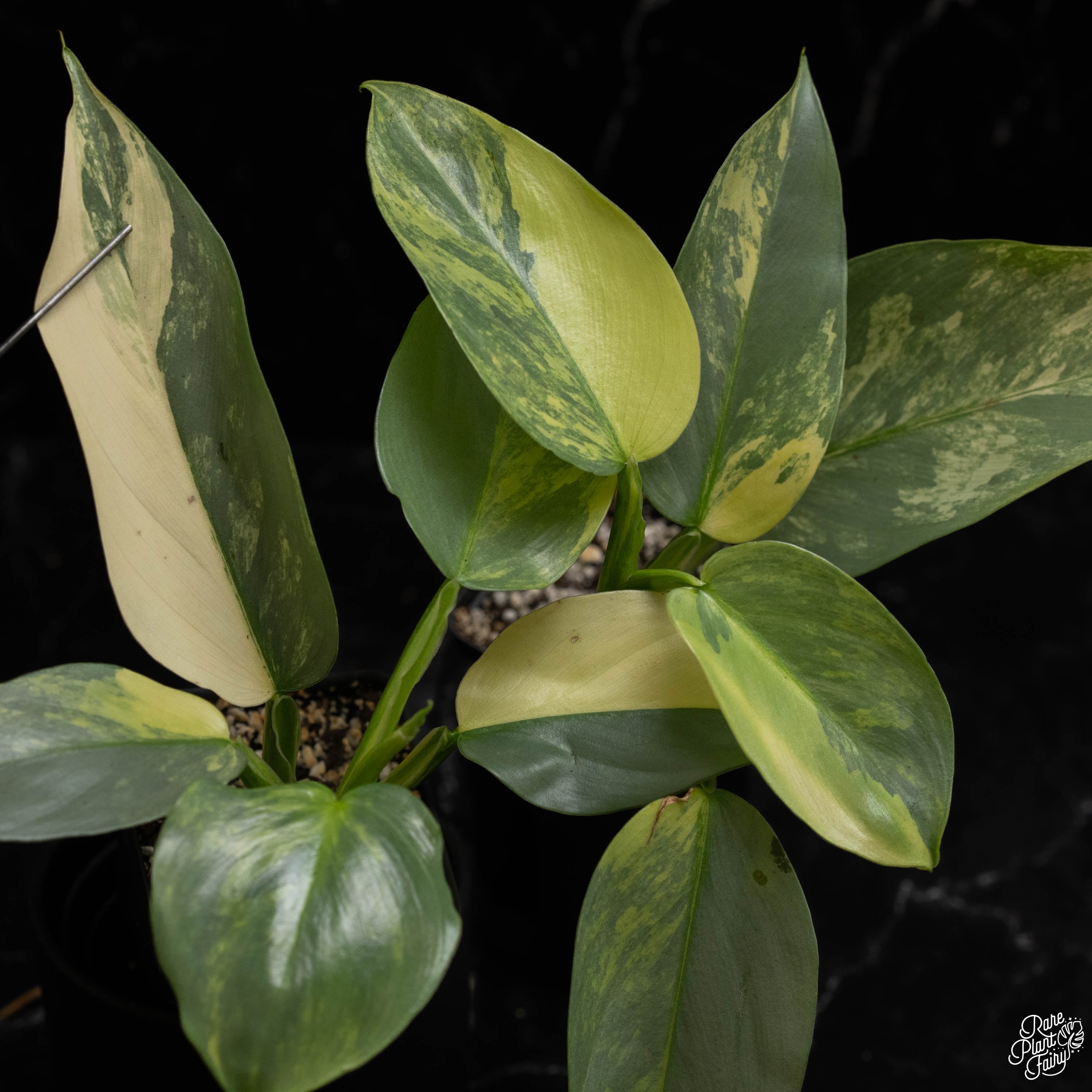 rare silver philodendron Philodendron 'Silver Sword' variegated *Grower's Choice*