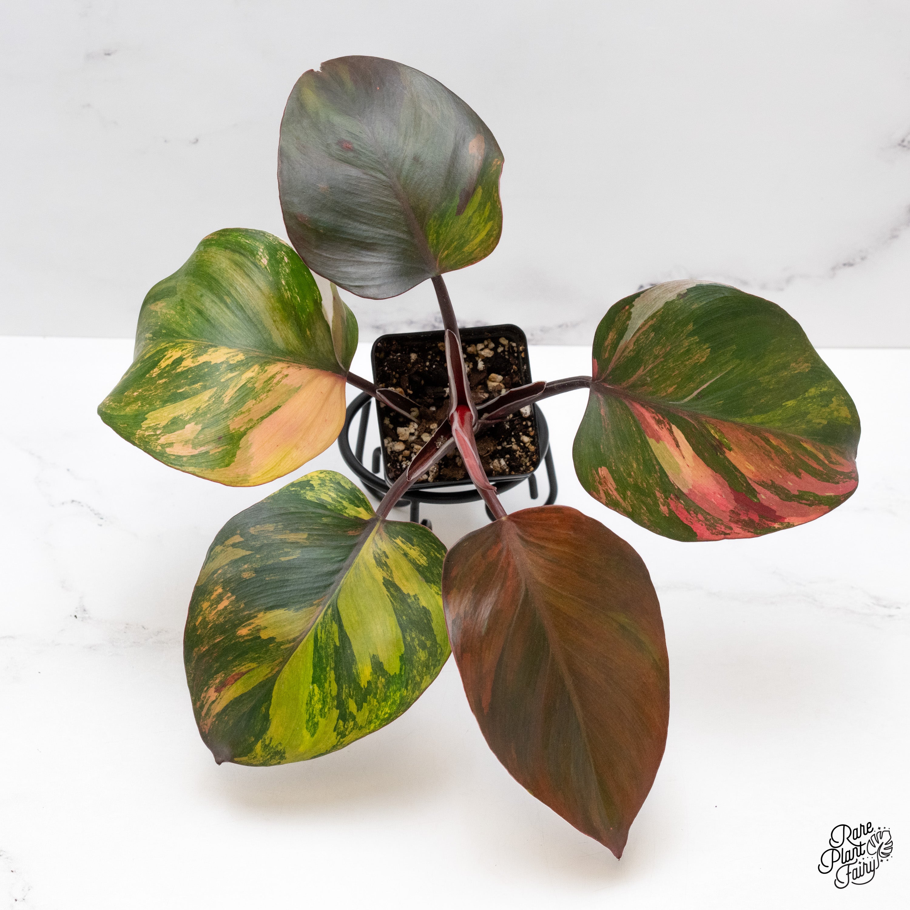 Philodendron Erubescens 'Skittles' ('White Knight Quadricolor