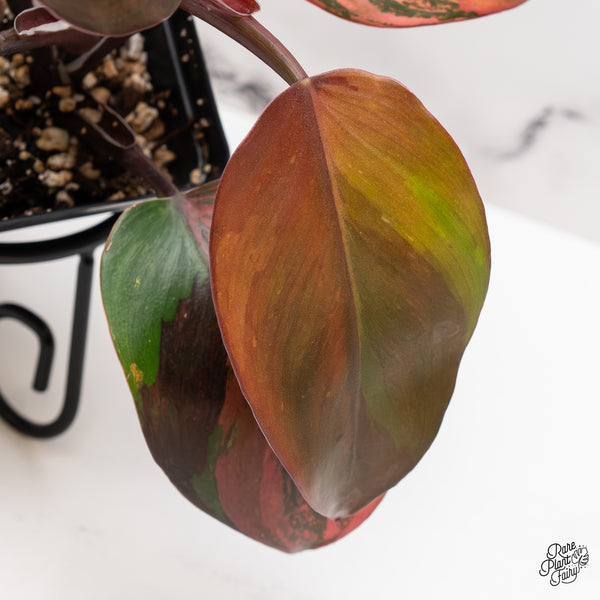 Philodendron Erubescens 'Skittles' ('White Knight Quadricolor') (wk46-C)