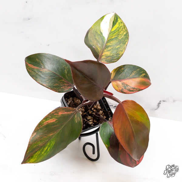 Philodendron Erubescens 'Skittles' ('White Knight Quadricolor') (wk46-C)