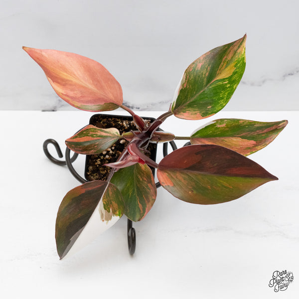 Philodendron Erubescens 'Skittles' ('White Knight Quadricolor') (wk49-UH)