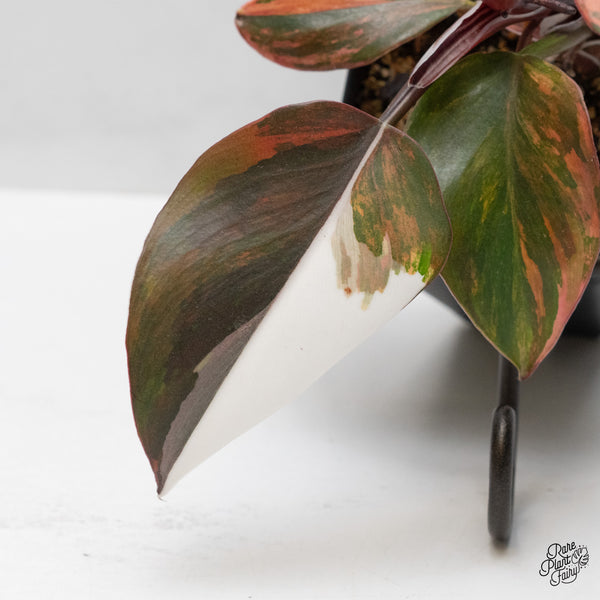 Philodendron Erubescens 'Skittles' ('White Knight Quadricolor') (wk49-UH)