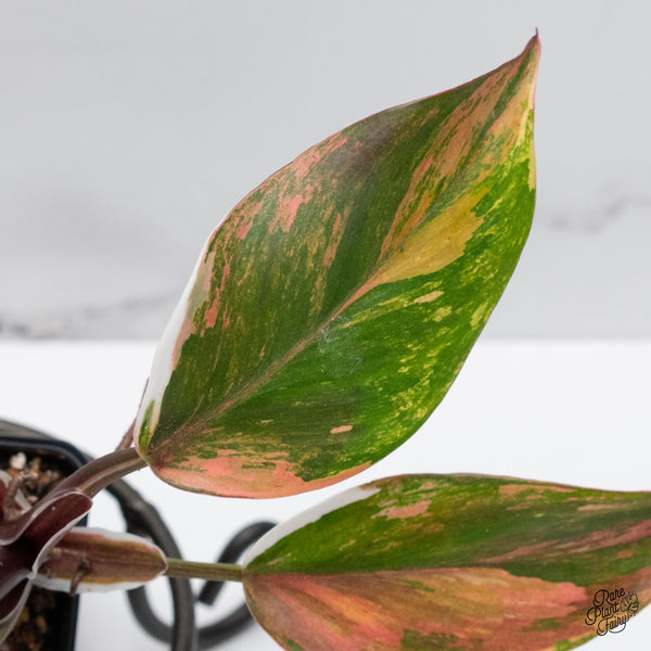 Philodendron Erubescens 'Skittles' ('White Knight Quadricolor') (wk49-UH)