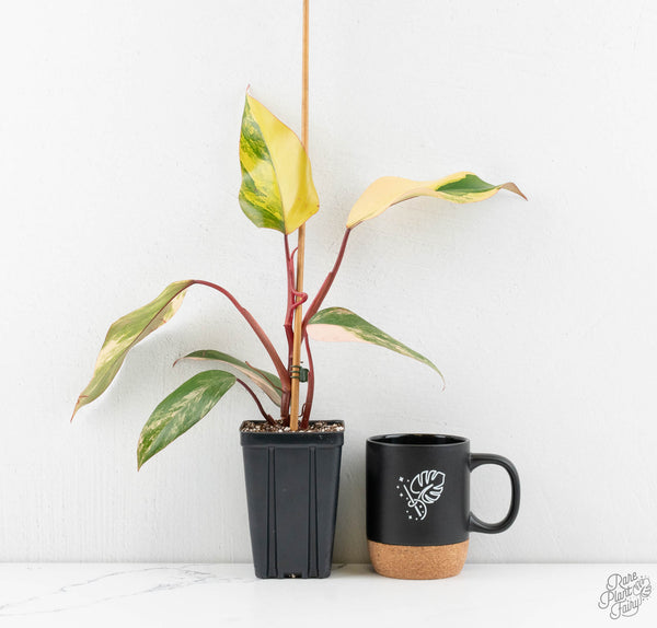 Philodendron 'Strawberry Shake'  *Grower's Choice*