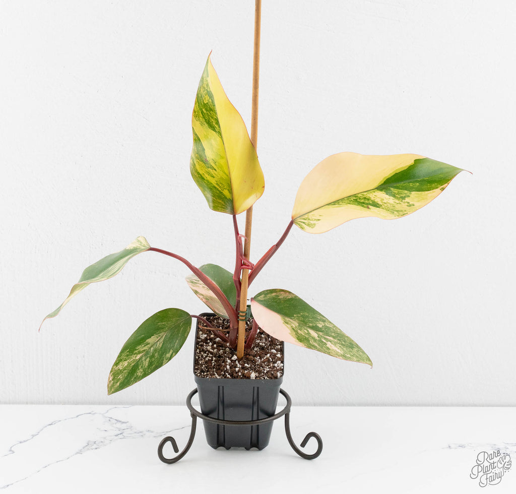 Philodendron 'Strawberry Shake' *Grower's Choice* – Rare Plant Fairy