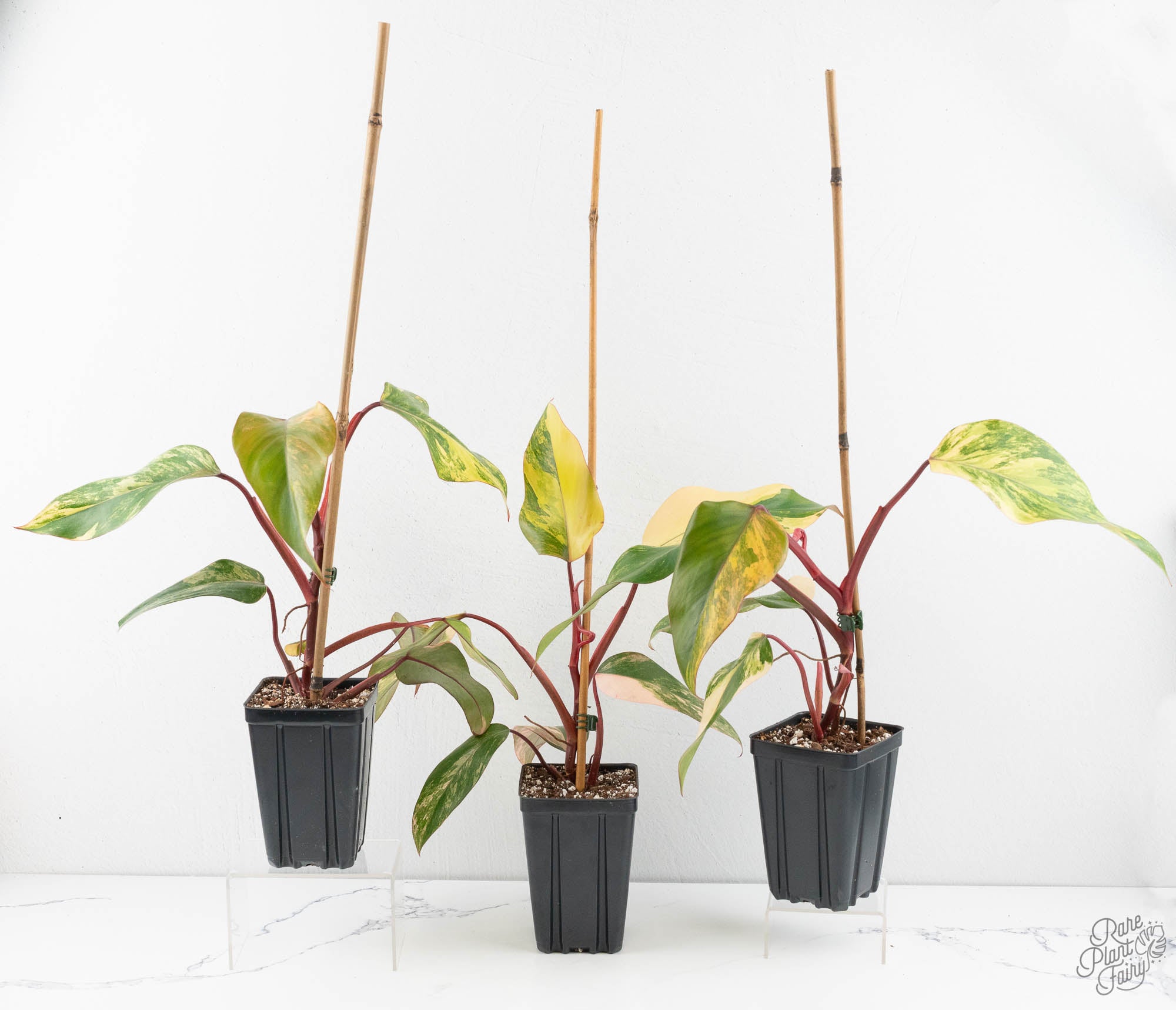 strawberry shake philodendron Philodendron 'Strawberry Shake' *Grower's Choice*