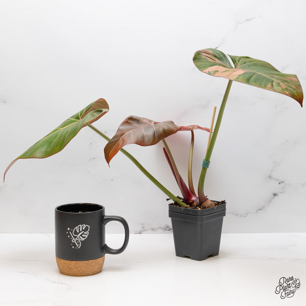 Philodendron 'Summer Glory' Variegated (wk50-UT)