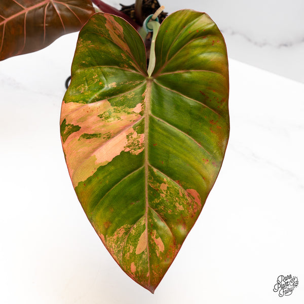 Philodendron 'Summer Glory' Variegated (wk50-UT)