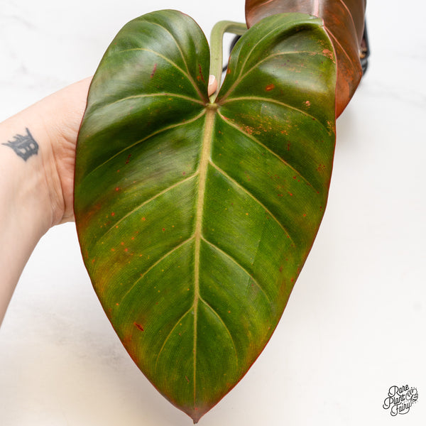 Philodendron 'Summer Glory' Variegated (wk50-UT)