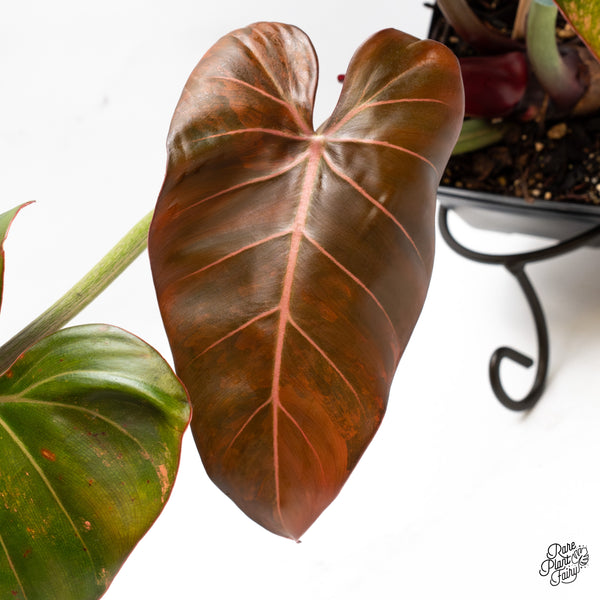 Philodendron 'Summer Glory' Variegated (wk50-UT)