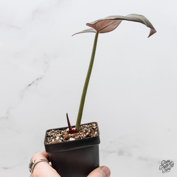 Philodendron 'Summer Glory' Variegated (wk5-UO)