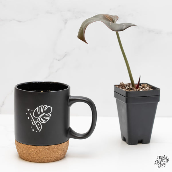 Philodendron 'Summer Glory' Variegated (wk5-UO)