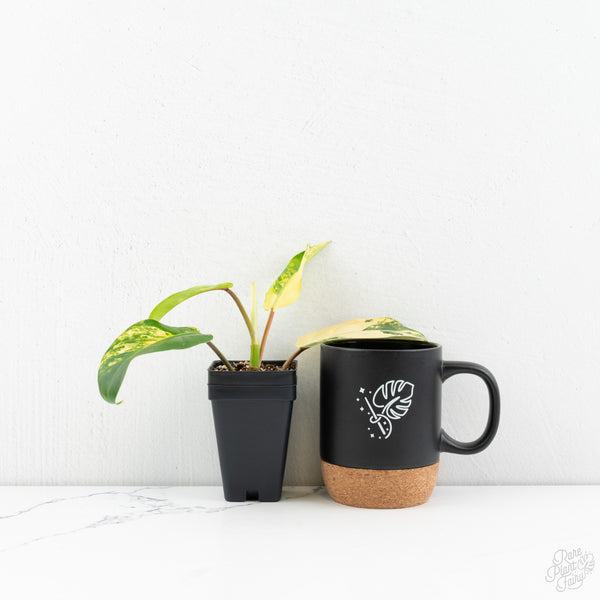 Philodendron 'Thai Sunrise' Variegated (wk9-J)