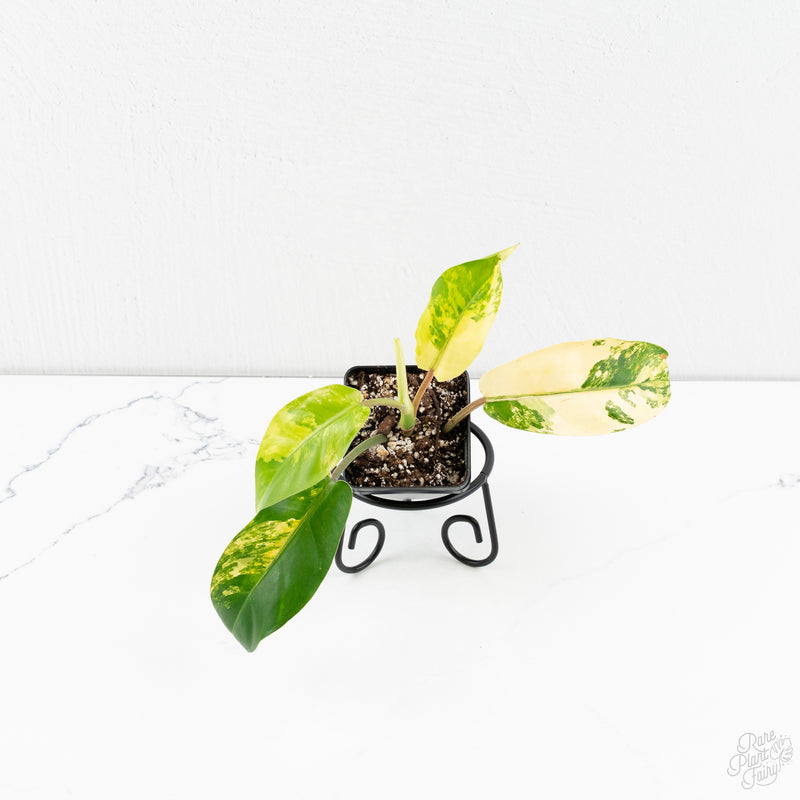 Philodendron 'Thai Sunrise' Variegated (wk9-J)