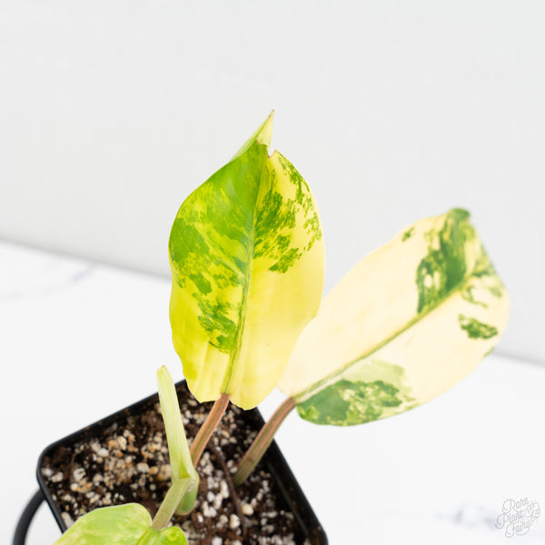 Philodendron 'Thai Sunrise' Variegated (wk9-J)