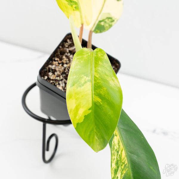 Philodendron 'Thai Sunrise' Variegated (wk9-J)