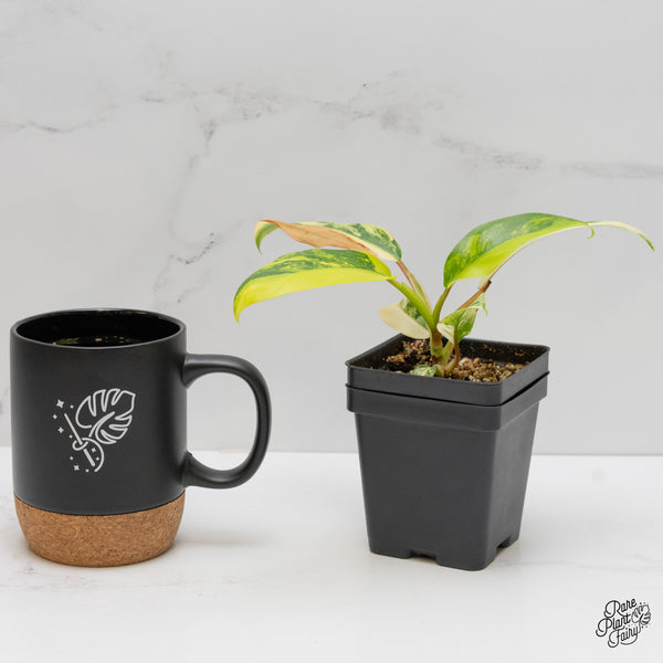 Philodendron 'Thai Sunrise' Variegated (wk2-E)