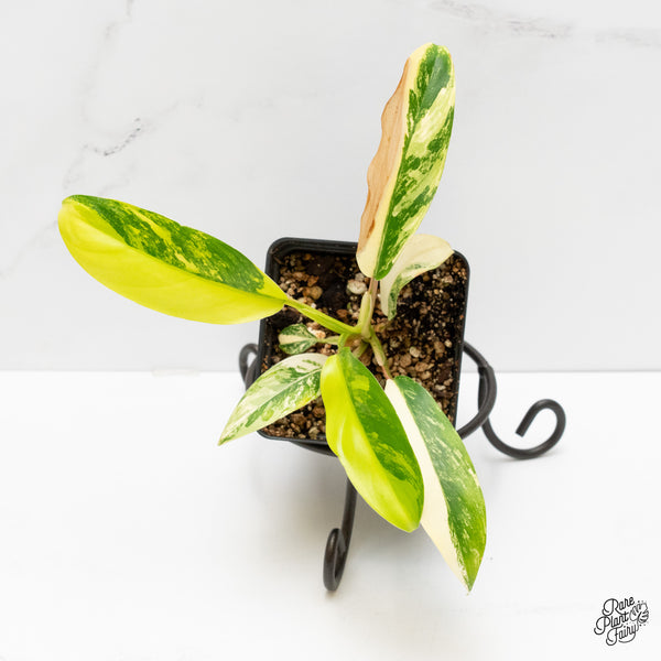 Philodendron 'Thai Sunrise' Variegated (wk2-E)