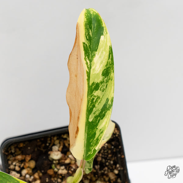 Philodendron 'Thai Sunrise' Variegated (wk2-E)