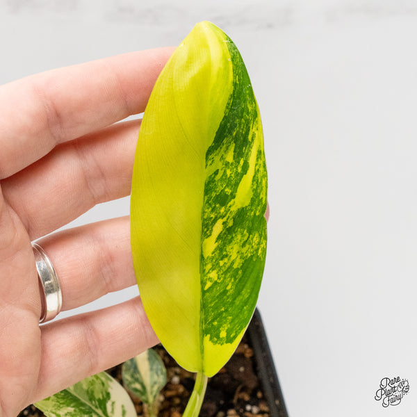 Philodendron 'Thai Sunrise' Variegated (wk2-E)