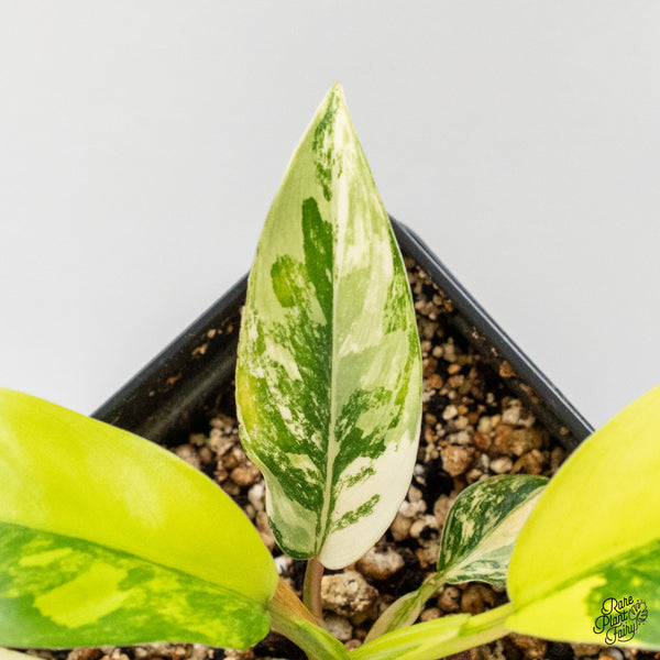 Philodendron 'Thai Sunrise' Variegated (wk2-E)