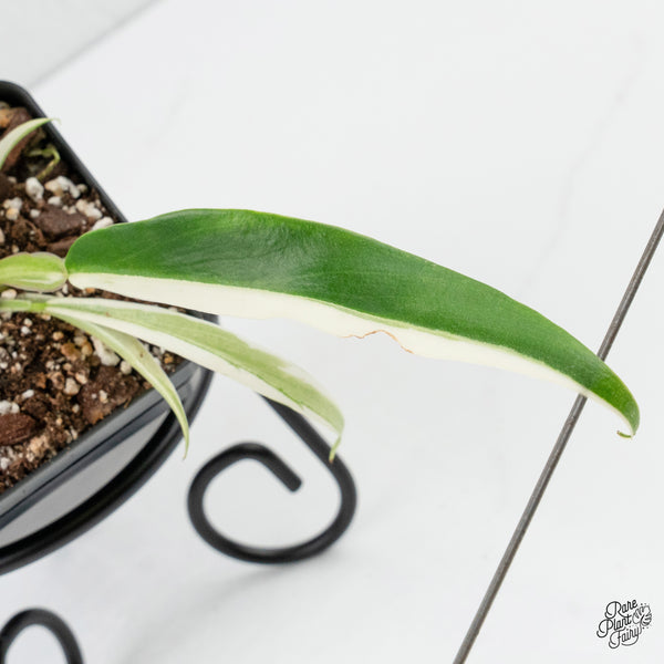 Philodendron Bipinnatifidum 'Tortum' Albo Variegated (wk3-C)