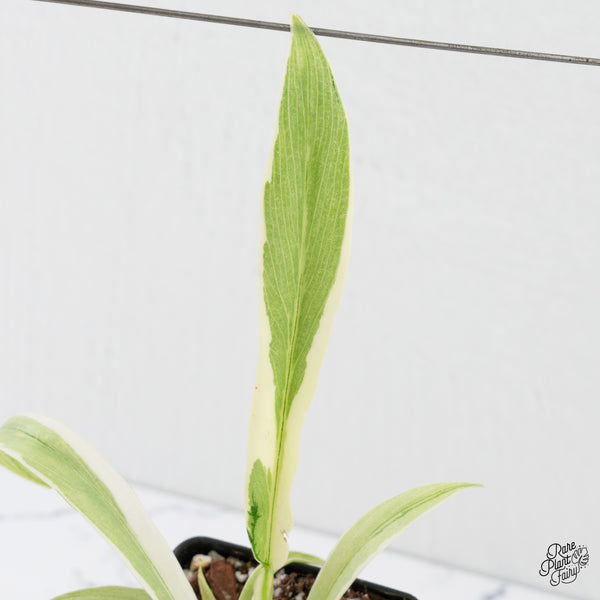 Philodendron Bipinnatifidum 'Tortum' Albo Variegated (wk3-C)