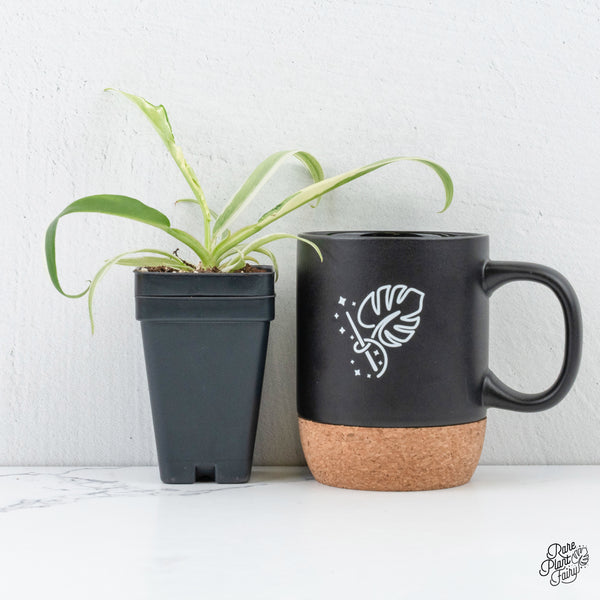 Philodendron Bipinnatifidum 'Tortum' Albo Variegated (wk3-C)