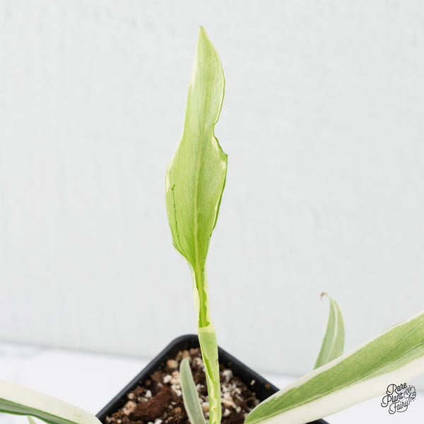 Philodendron Bipinnatifidum 'Tortum' Albo Variegated (wk3-C)