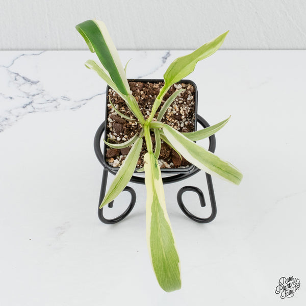 Philodendron Bipinnatifidum 'Tortum' Albo Variegated (wk3-C)