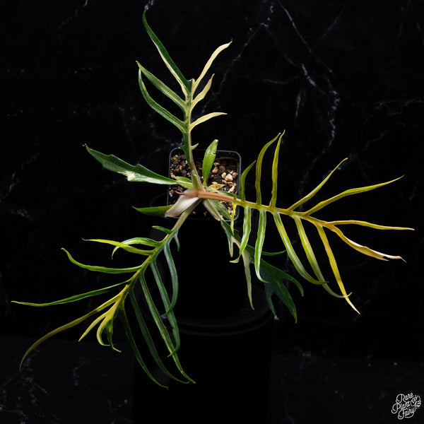 Philodendron 'Tortum' Variegated (wk30-S)