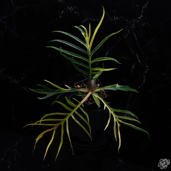 Philodendron 'Tortum' Variegated (wk30-S)