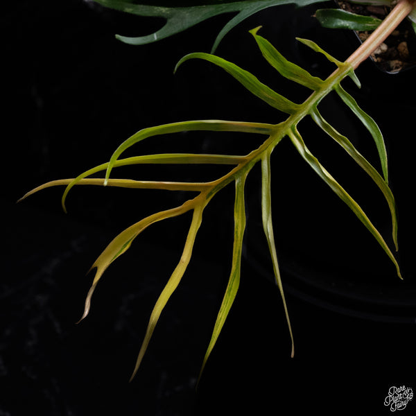 Philodendron 'Tortum' Variegated (wk30-S)