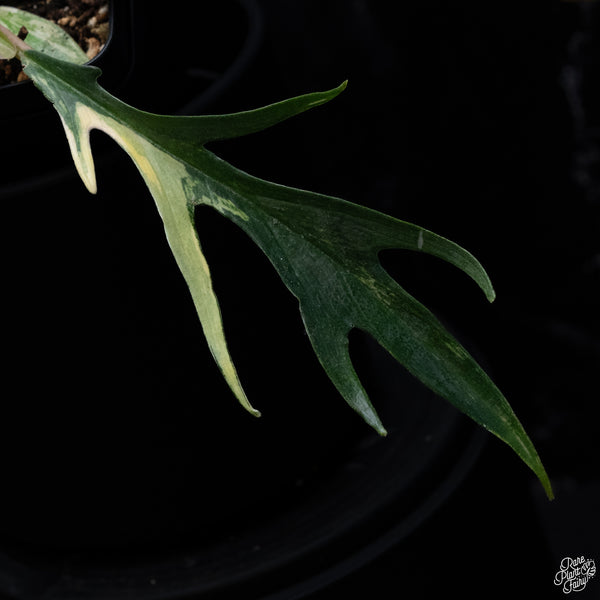 Philodendron 'Tortum' Variegated (wk30-S)