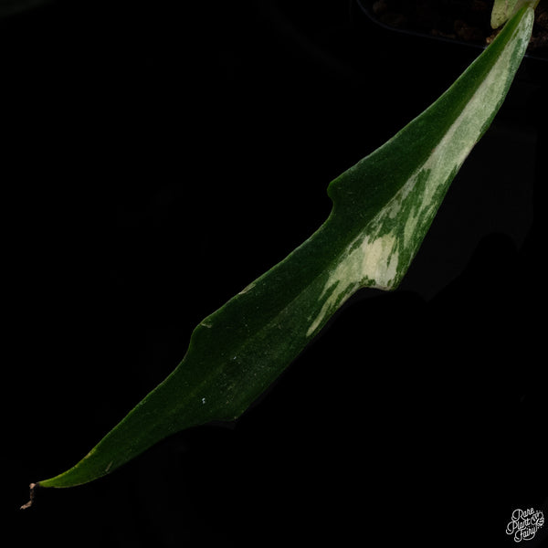 Philodendron 'Tortum' Variegated (wk30-S)