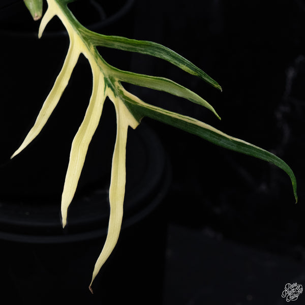 Philodendron 'Tortum' Variegated (wk30-S)