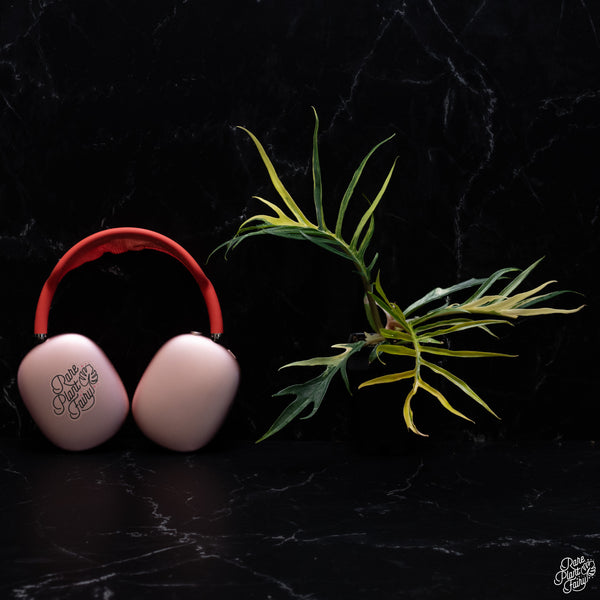 Philodendron 'Tortum' Variegated (wk30-S)