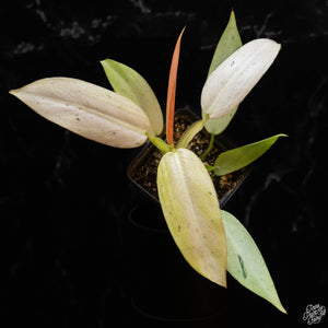 Philodendron 'Whipple Way' *Grower's Choice*
