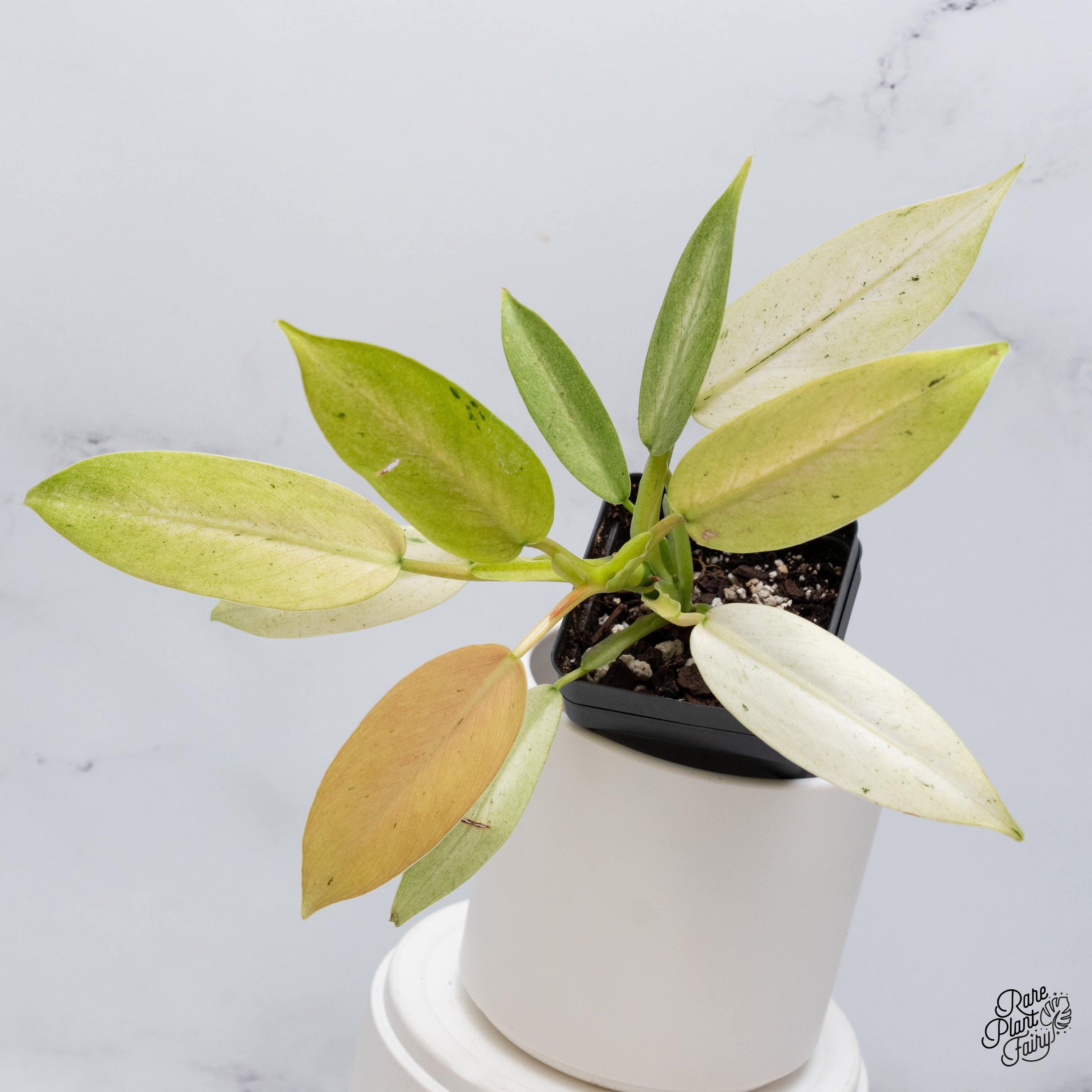 Philodendron 'Whipple Way' (wk35-B) – Rare Plant Fairy