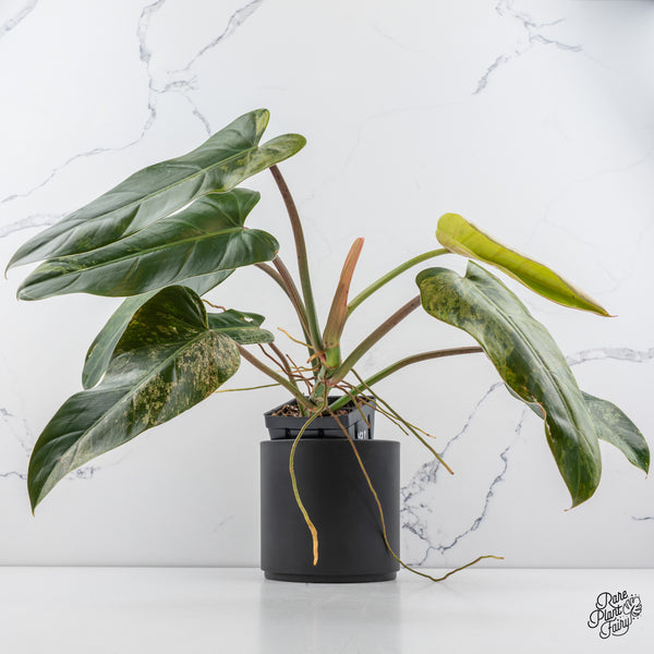 Philodendron Domesticum Marble Variegated (wk42-P)
