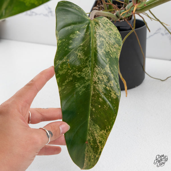 Philodendron Domesticum Marble Variegated (wk42-P)