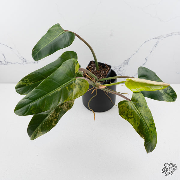 Philodendron Domesticum Marble Variegated (wk42-P)