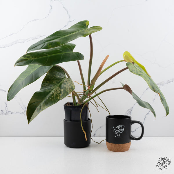 Philodendron Domesticum Marble Variegated (wk42-P)